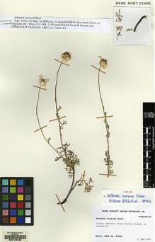 Type specimen at Edinburgh (E). Güner, Adil: 8764A. Barcode: E00128164.