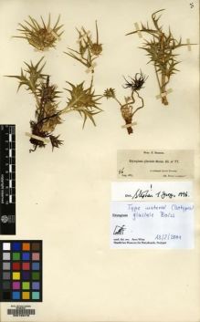 Type specimen at Edinburgh (E). Boissier, Pierre: 77. Barcode: E00128470.