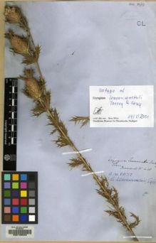 Type specimen at Edinburgh (E). Drummond, Thomas: . Barcode: E00128583.