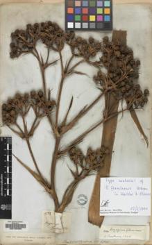 Type specimen at Edinburgh (E). Gardner, George: 432. Barcode: E00128592.