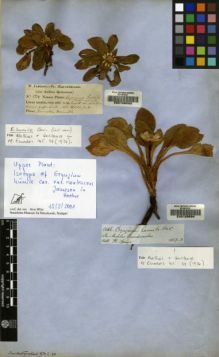 Type specimen at Edinburgh (E). Jameson, William: 524. Barcode: E00128593.