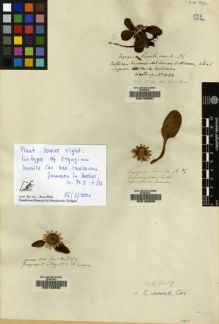 Type specimen at Edinburgh (E). Jameson, William: 524. Barcode: E00128596.