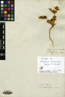 Type specimen at Edinburgh (E). Cuming, Hugh: 361. Barcode: E00128600.