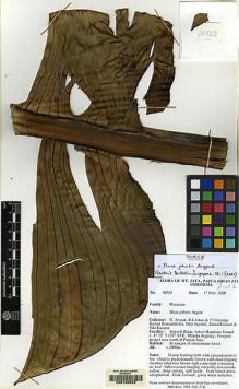 Type specimen at Edinburgh (E). Flora of Mt.Jaya, Papua (Irian Jaya) Indonesia: 00562. Barcode: E00128643.