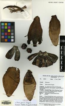 Type specimen at Edinburgh (E). Flora of Mt.Jaya, Papua (Irian Jaya) Indonesia: 00562. Barcode: E00128644.