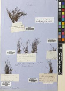 Type specimen at Edinburgh (E). Cuming, Hugh: 160. Barcode: E00129085.