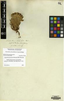 Type specimen at Edinburgh (E). Gillies, John: 19. Barcode: E00129152.