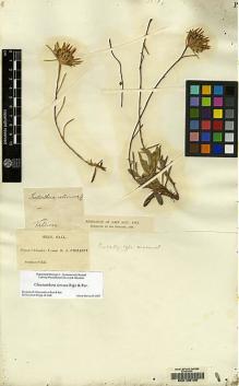 Type specimen at Edinburgh (E). Philippi, Rodulfo: . Barcode: E00129155.