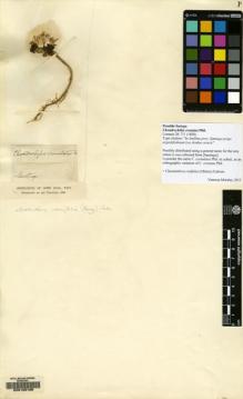 Type specimen at Edinburgh (E). : . Barcode: E00129168.