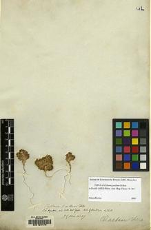 Type specimen at Edinburgh (E). Gillies, John: 17. Barcode: E00129173.