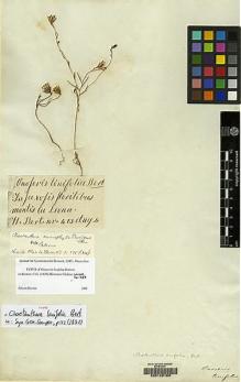 Type specimen at Edinburgh (E). Bertero, Carlo: 473. Barcode: E00129183.