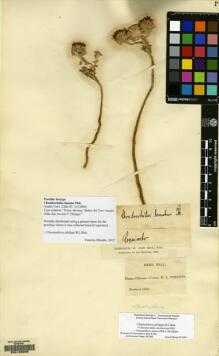 Type specimen at Edinburgh (E). : . Barcode: E00129205.