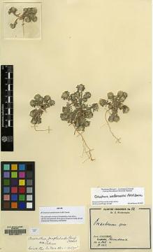 Type specimen at Edinburgh (E). Werdermann, Erich: 96. Barcode: E00129211.