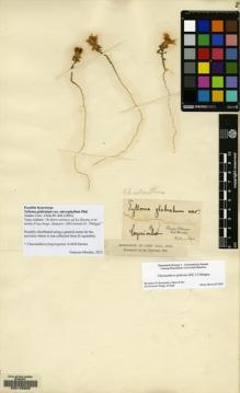 Type specimen at Edinburgh (E). Philippi, Federico (Friedrich): . Barcode: E00129222.