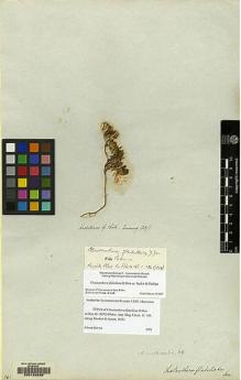 Type specimen at Edinburgh (E). Cuming, Hugh: 291. Barcode: E00129226.