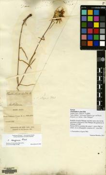 Type specimen at Edinburgh (E). Philippi, Rodulfo: . Barcode: E00129228.