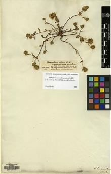 Type specimen at Edinburgh (E). Bertero, Carlo: 164. Barcode: E00129238.
