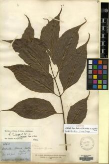 Type specimen at Edinburgh (E). Ritchie, David: 1660. Barcode: E00129297. Type specimen at Edinburgh (E). Ritchie, David: 1660. Barcode: E00129297.