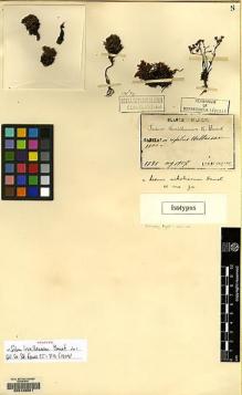 Type specimen at Edinburgh (E). Faurie, Urbain: 1795. Barcode: E00129501.