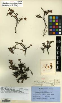 Type specimen at Edinburgh (E). Ludlow, Frank; Sherriff, George: 3428. Barcode: E00129531.