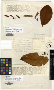 Type specimen at Edinburgh (E). Kingdon-Ward, Francis: 6302. Barcode: E00129534.