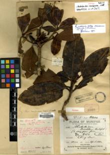 Type specimen at Edinburgh (E). Watt, George: 6512. Barcode: E00129547.