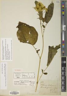 Type specimen at Edinburgh (E). Mathews, Andrew: 772. Barcode: E00129554.