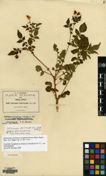 Type specimen at Edinburgh (E). Pringle, Cyrus: 8602. Barcode: E00129595.