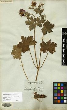 Type specimen at Edinburgh (E). Hohenacker, Rudolph: . Barcode: E00129681.