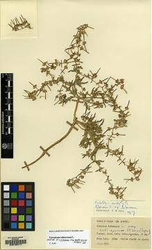 Type specimen at Edinburgh (E). Davis, Peter; Hedge, Ian: 28083. Barcode: E00129711.