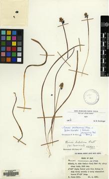 Type specimen at Edinburgh (E). Furse, Paul: 1055. Barcode: E00129904.