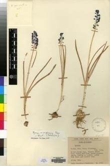 Type specimen at Edinburgh (E). Stainton, John; Henderson, Douglas: 5156. Barcode: E00129928.