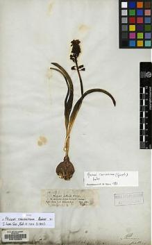 Type specimen at Edinburgh (E). Hohenacker, Rudolph: . Barcode: E00129989.