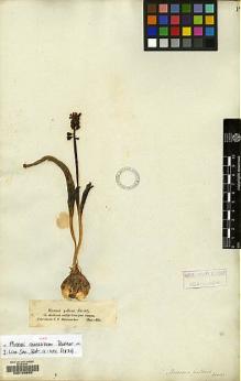 Type specimen at Edinburgh (E). Hohenacker, Rudolph: . Barcode: E00129990.