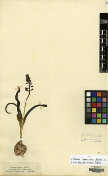 Type specimen at Edinburgh (E). Hohenacker, Rudolph: . Barcode: E00129991.