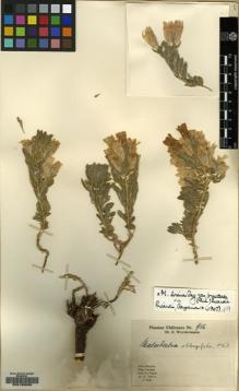 Type specimen at Edinburgh (E). Werdermann, Erich: 956. Barcode: E00130066.