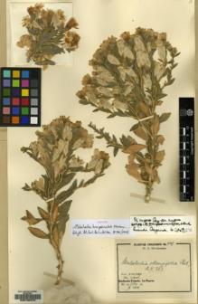 Type specimen at Edinburgh (E). Werdermann, Erich: 449. Barcode: E00130070.