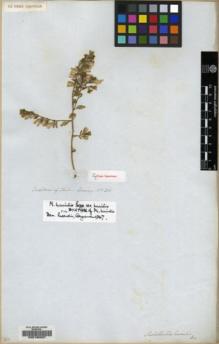 Type specimen at Edinburgh (E). Cuming, Hugh: 260. Barcode: E00130097.