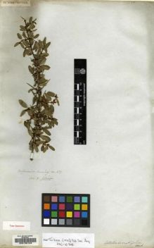 Type specimen at Edinburgh (E). Cuming, Hugh: 427. Barcode: E00130124.