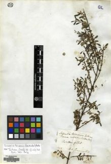 Type specimen at Edinburgh (E). Cuming, Hugh: 242. Barcode: E00130150.