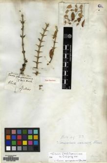 Type specimen at Edinburgh (E). Gillies, John: . Barcode: E00130180.