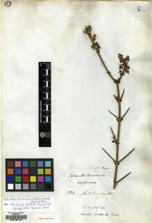 Type specimen at Edinburgh (E). Cuming, Hugh: 732. Barcode: E00130191.