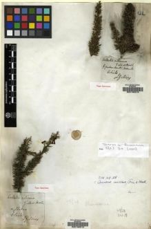 Type specimen at Edinburgh (E). Gillies, John: . Barcode: E00130212.