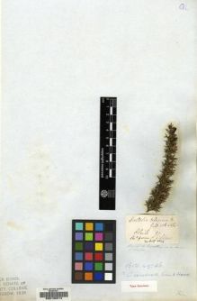 Type specimen at Edinburgh (E). Gillies, John: . Barcode: E00130214.