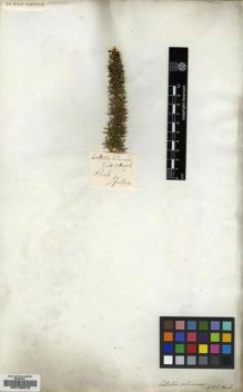 Type specimen at Edinburgh (E). Gillies, John: . Barcode: E00130215.