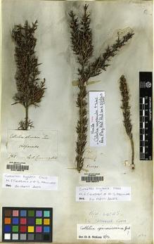 Type specimen at Edinburgh (E). Bridges, Thomas: 141. Barcode: E00130217.