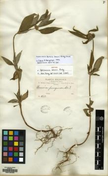 Type specimen at Edinburgh (E). Bang, Miguel: 473. Barcode: E00130434.
