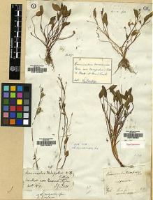 Type specimen at Edinburgh (E). Gillies, John: . Barcode: E00130561.