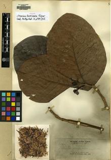 Type specimen at Edinburgh (E). Elmer, Adolph: 11034. Barcode: E00130605.