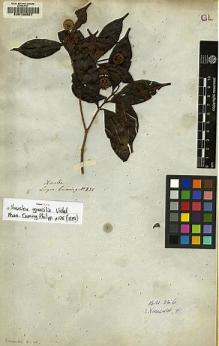 Type specimen at Edinburgh (E). Cuming, Hugh: 835. Barcode: E00130607.